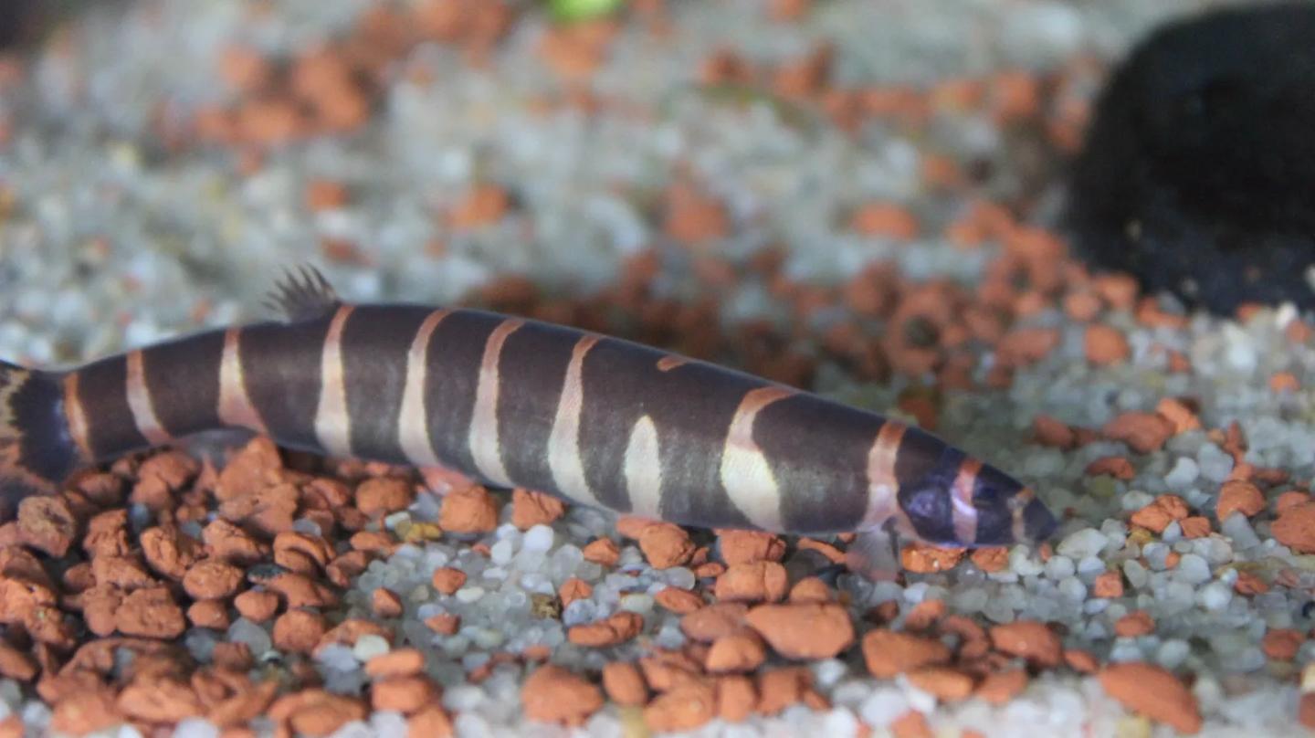 Banded kuhli loach partly concealed beside mixed aquarium gravel