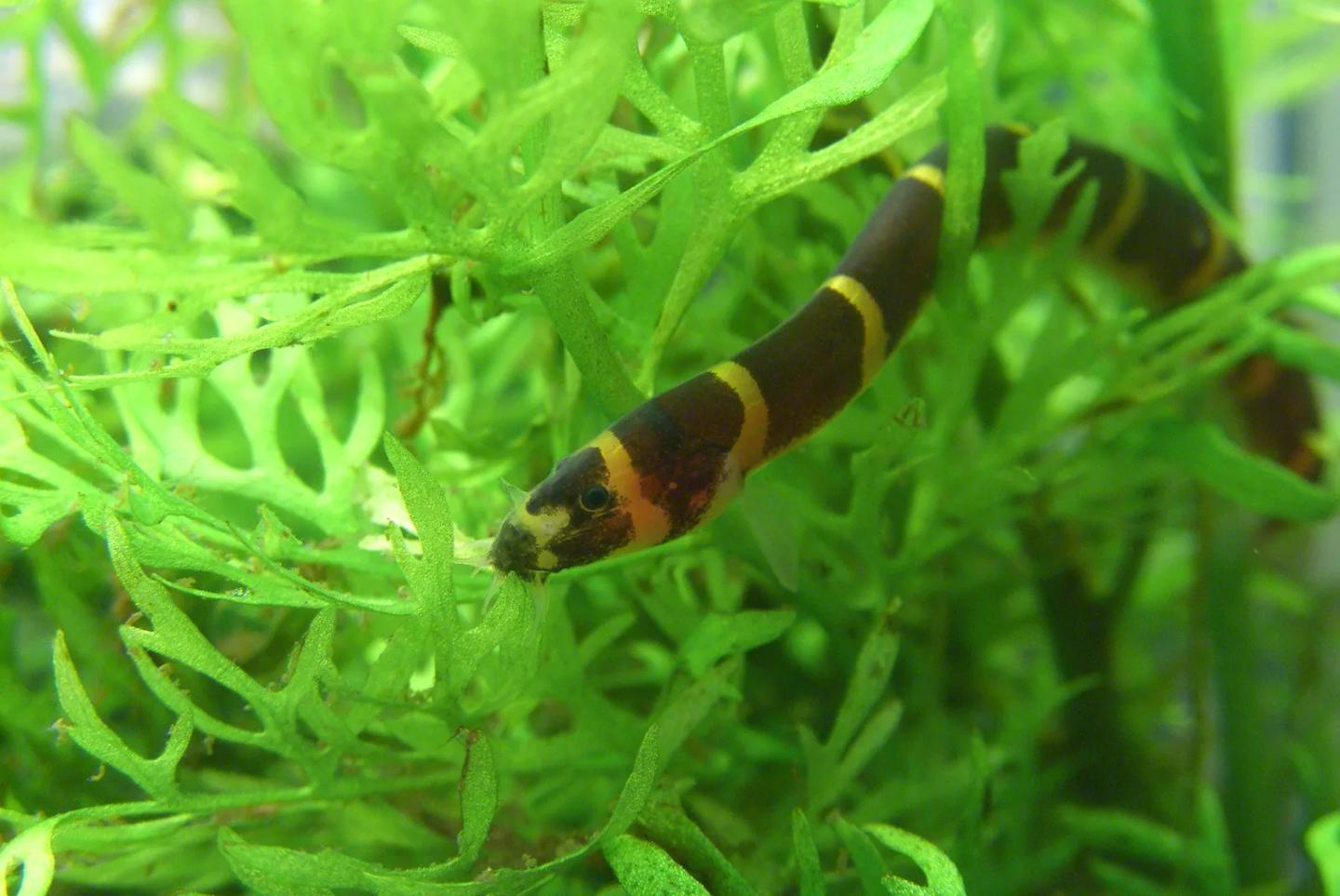 Young banded kuhli loach under green leaves in a planted aquarium