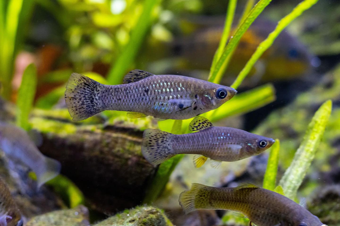 Three grey common mollies swimming among green aquarium plants