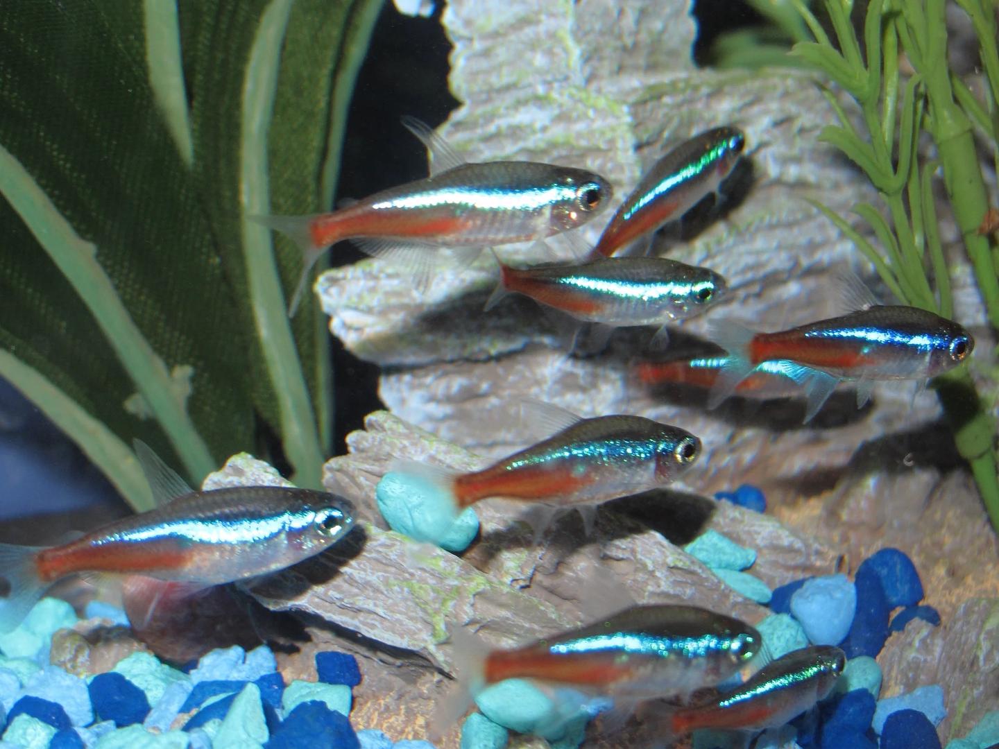 Aquarium group labelled Paracheirodon innesi swimming together among plants, rocks and blue gravel