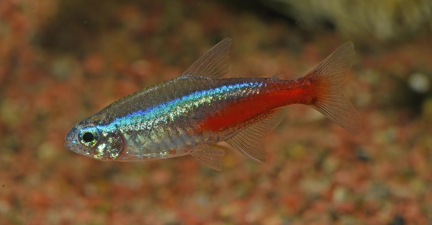 Neon tetra labelled Paracheirodon innesi in side view, showing a blue-green stripe and red rear band