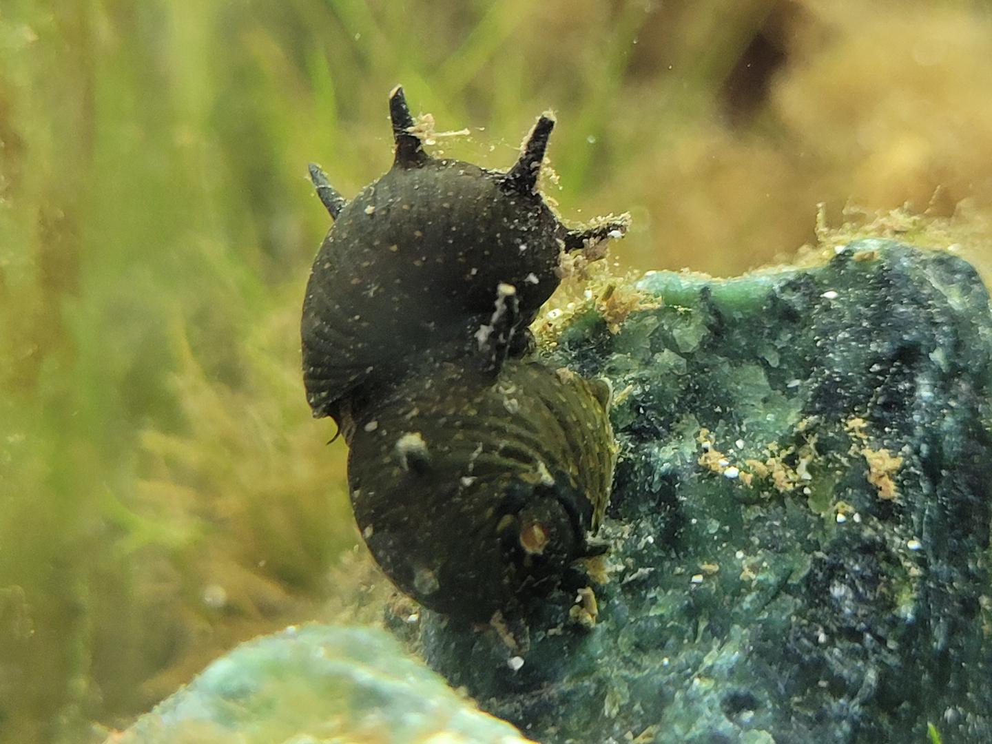 Horned nerite Clithon corona attached to rock in an aquarium