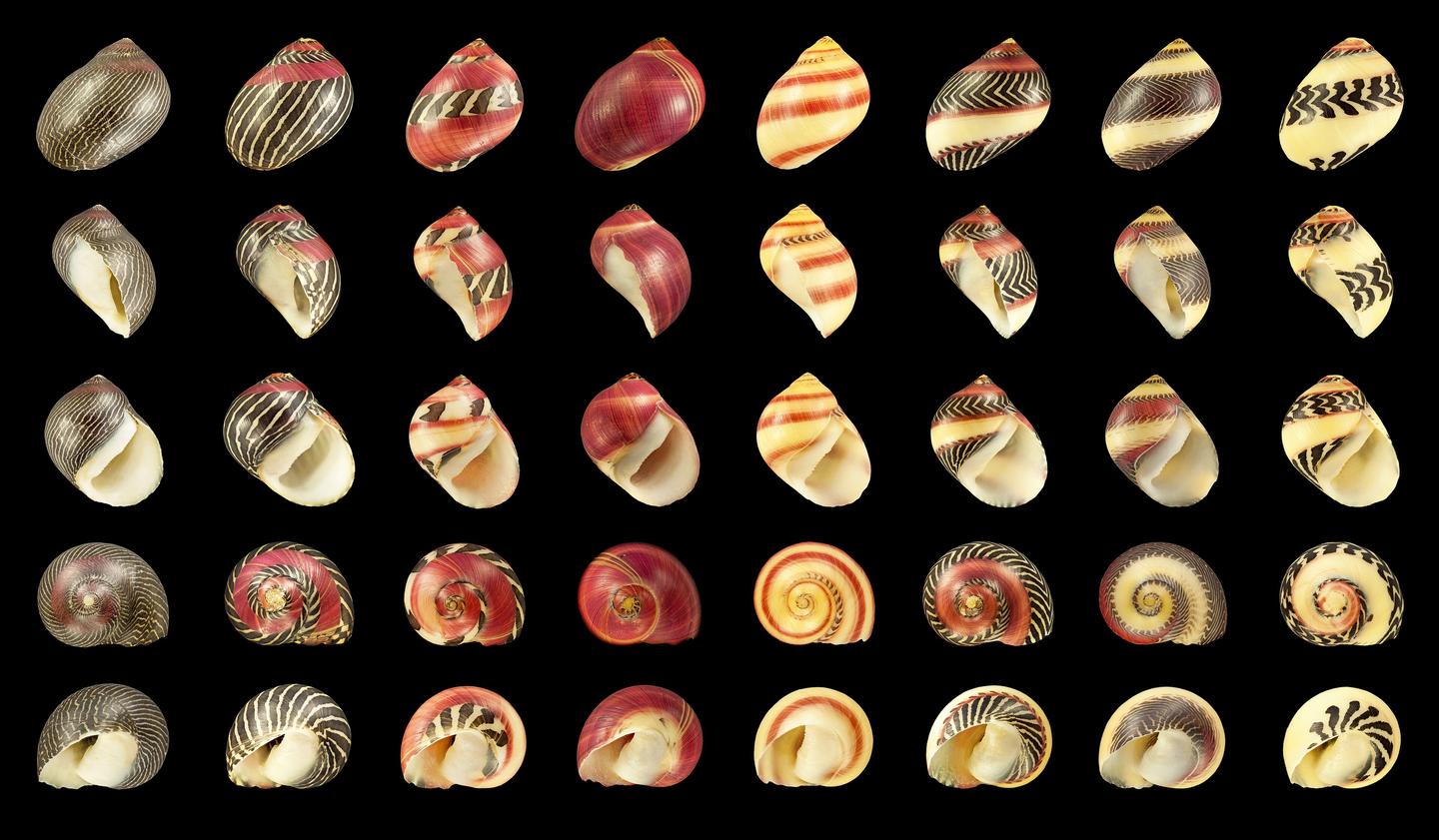 Shell colour and pattern variation in Vittina waigiensis from the Philippines
