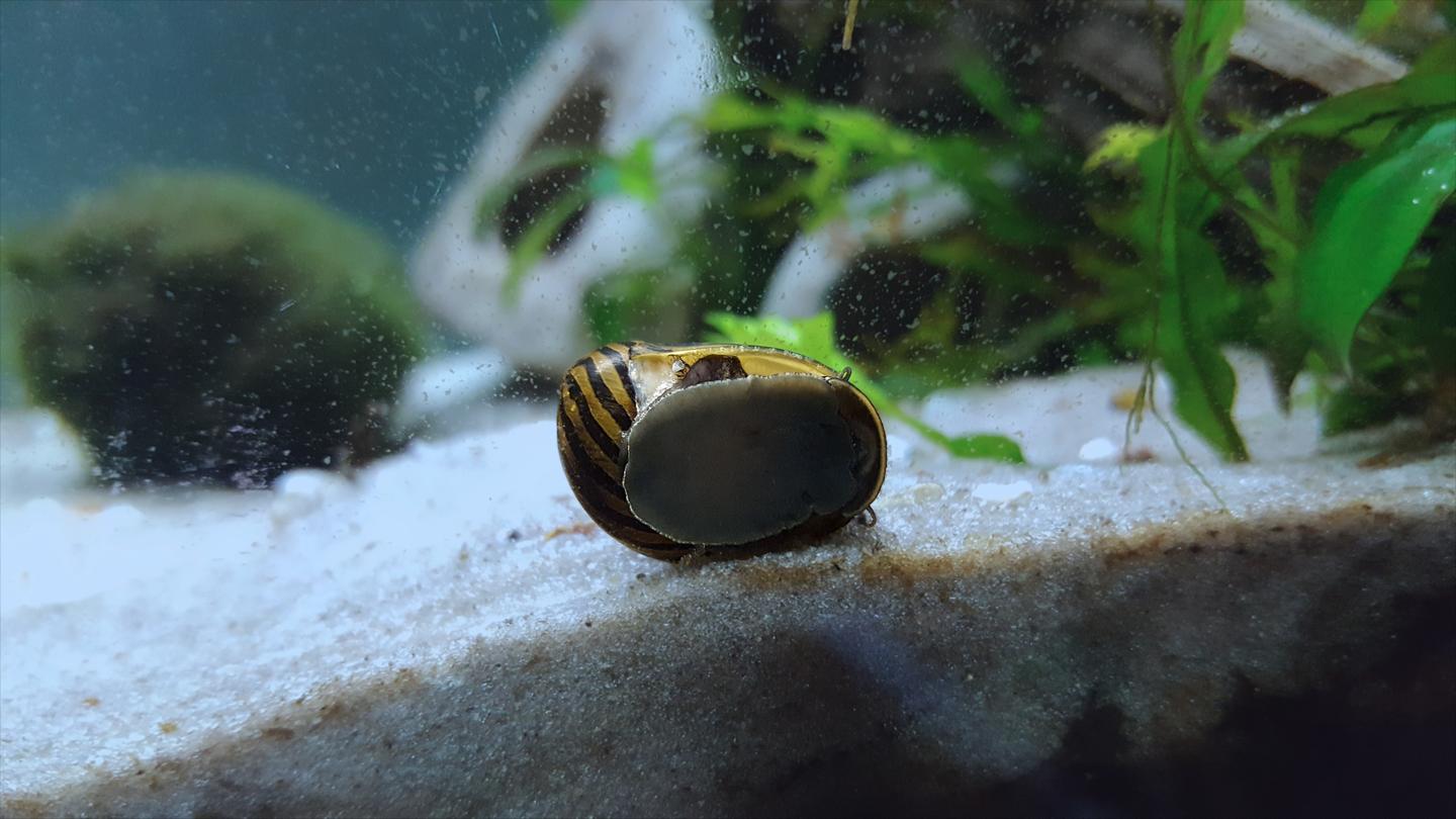 Zebra-pattern nerite snail attached to aquarium glass