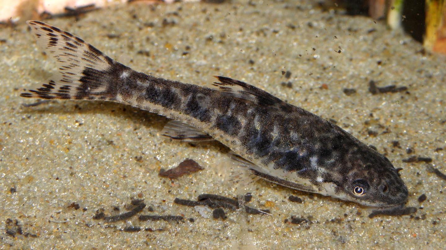 Source-labelled Otocinclus arnoldi viewed from the side over pale sand