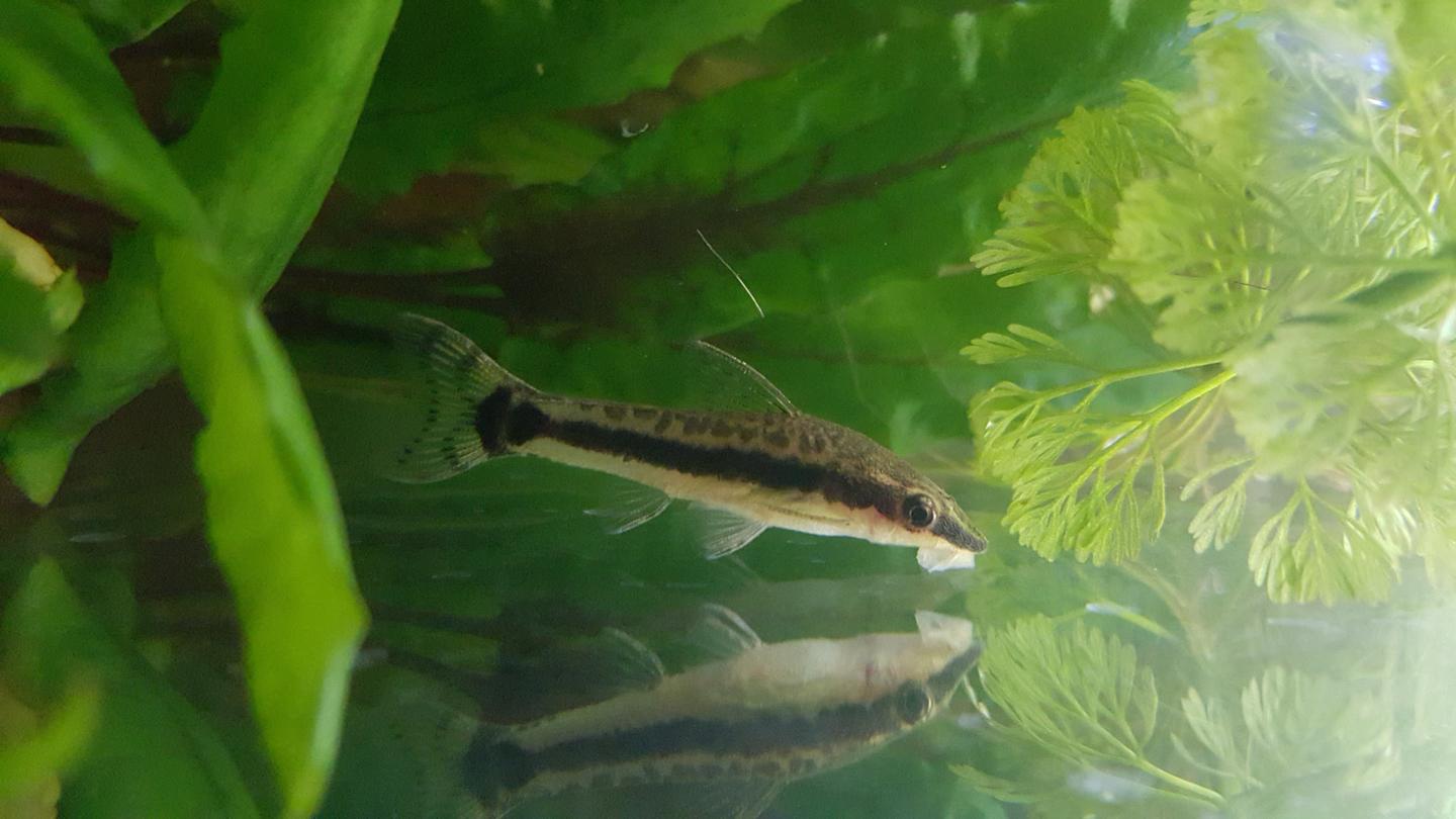 Otocinclus vestitus resting on a broad green aquarium leaf