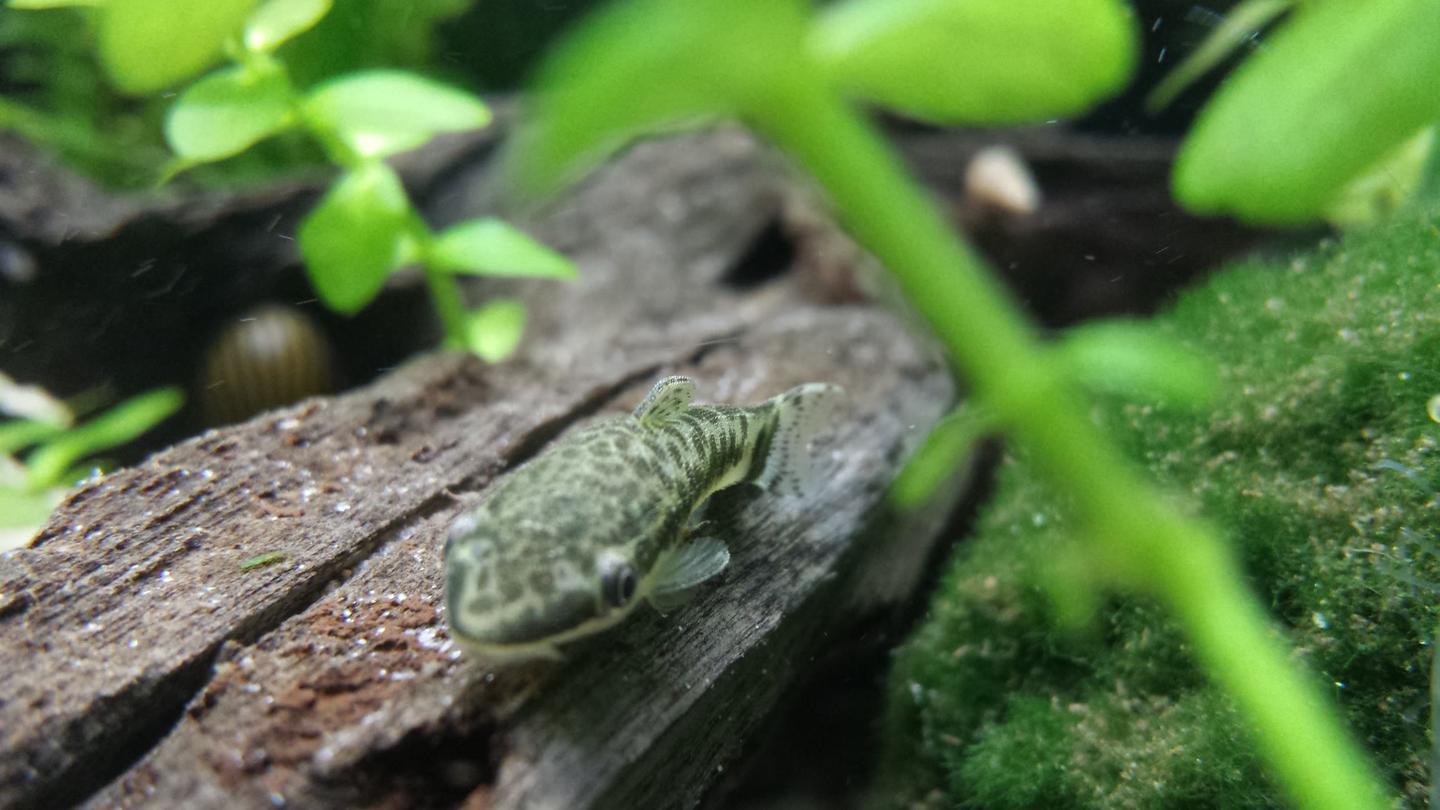 Otocinclus catfish grazing on driftwood in a planted home aquarium