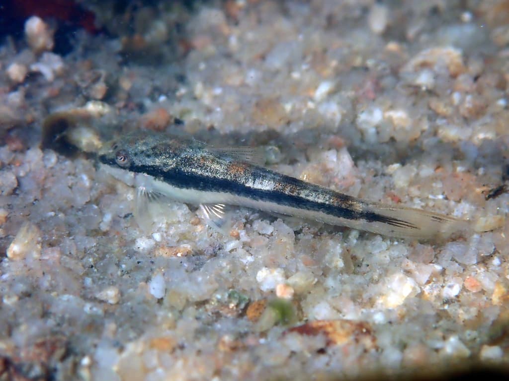 Source-labelled Otocinclus hasemani over natural river substrate