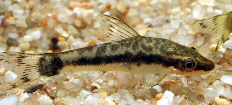 Source-labelled Otocinclus macrospilus in side profile