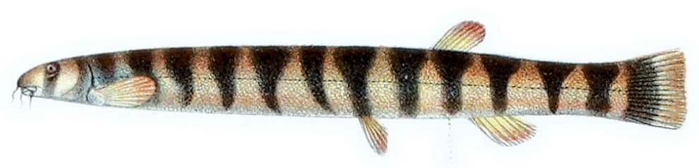 Scientific side-view illustration labelled Pangio kuhlii