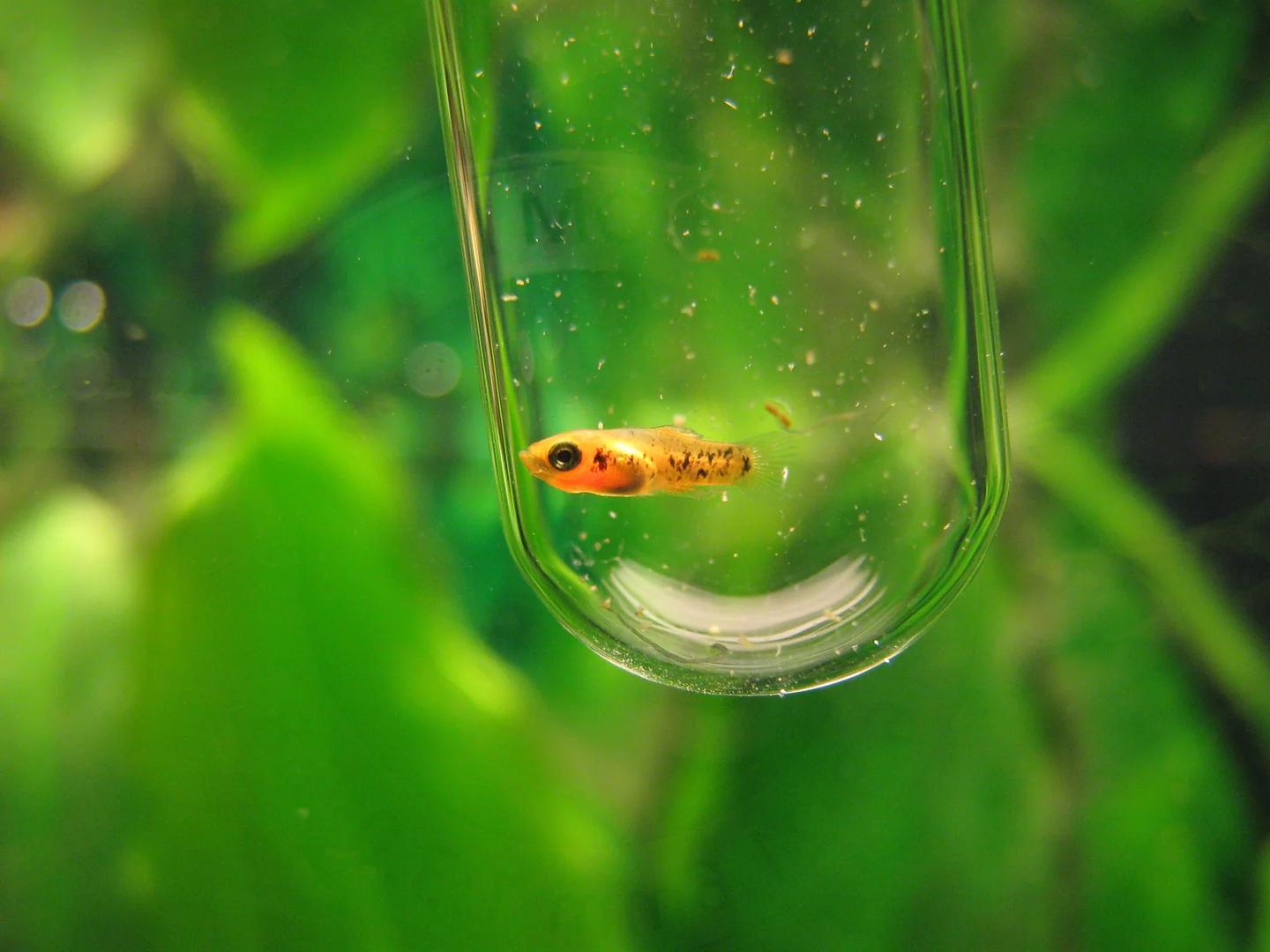 Tiny three-day-old southern platyfish fry in a clear observation tube