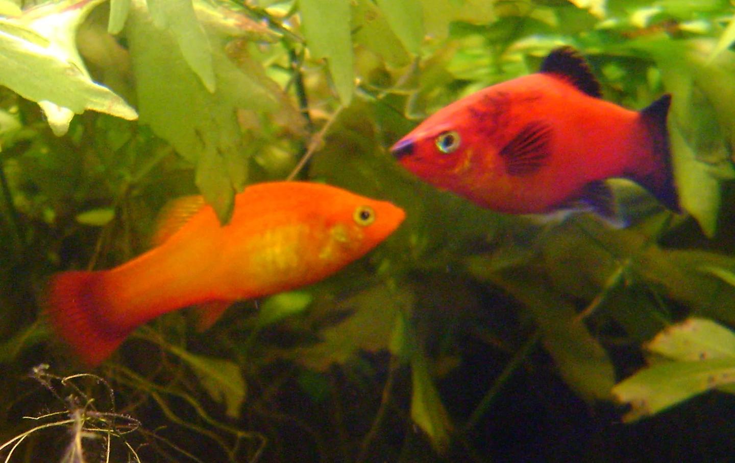 Two red and orange southern platyfish swimming among aquarium plants