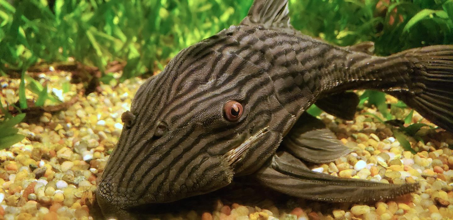 Royal pleco Panaque nigrolineatus resting on pale gravel in a planted aquarium