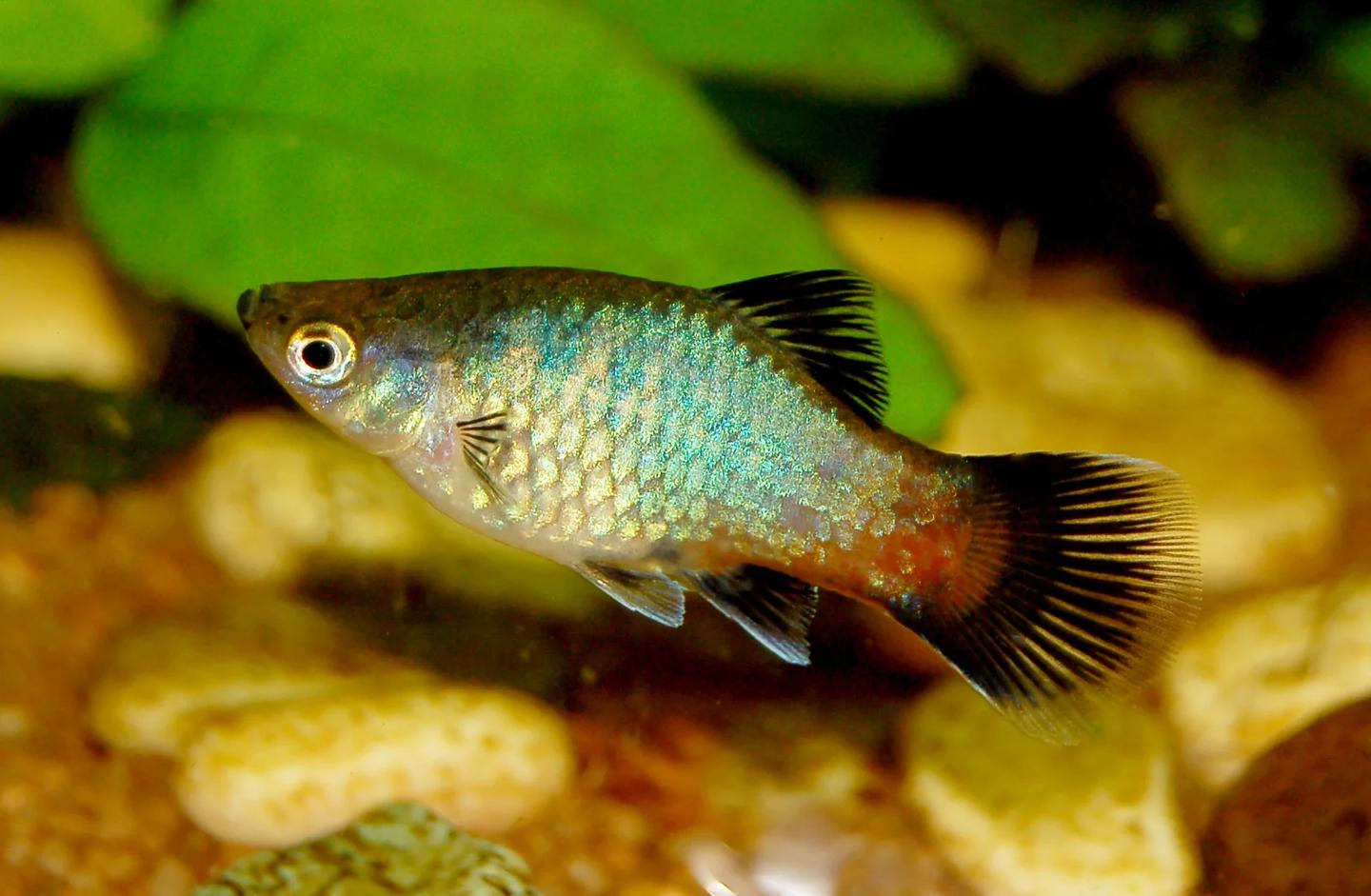 Female rainbow wag platy with a blue-green body and black-edged fins
