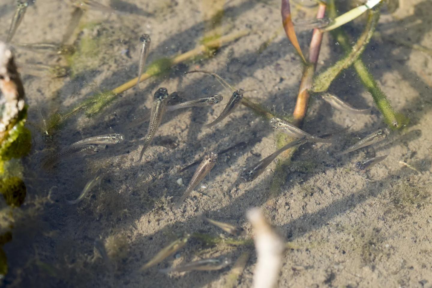 Small sailfin mollies schooling over shallow sandy water with aquatic plants