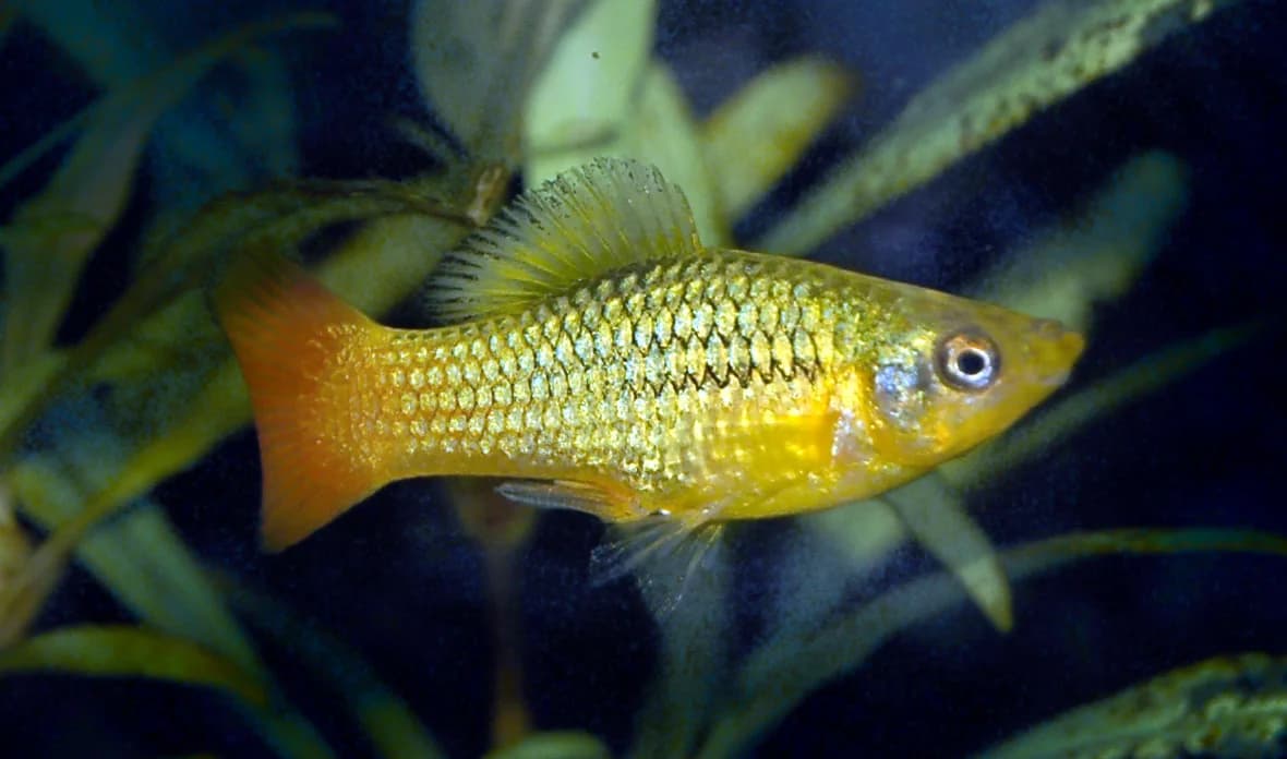 Male variable platyfish with a gold body and orange tail in an aquarium