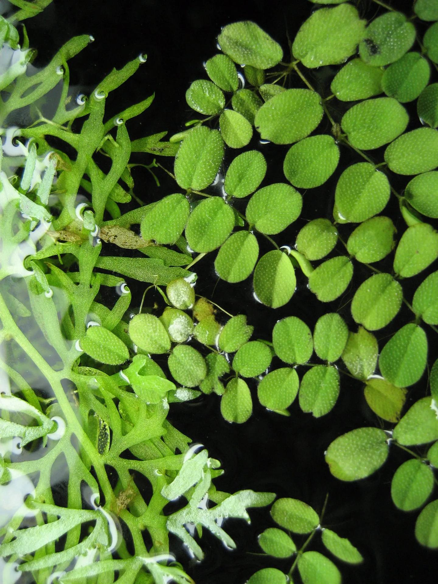 Top view of water sprite labelled Ceratopteris thalictroides beside rounded Salvinia leaves floating in an aquarium