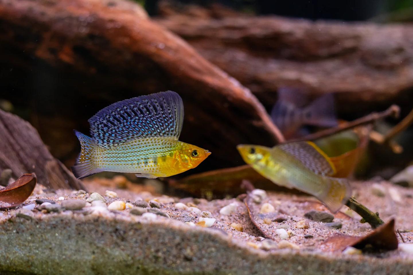 Male Yucatan sailfin molly displaying a tall dorsal fin beside a female