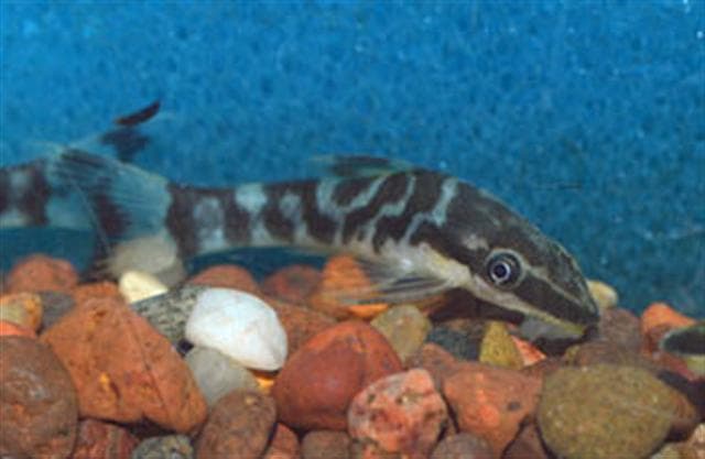 Source-labelled zebra otocinclus Otocinclus cocama in an aquarium