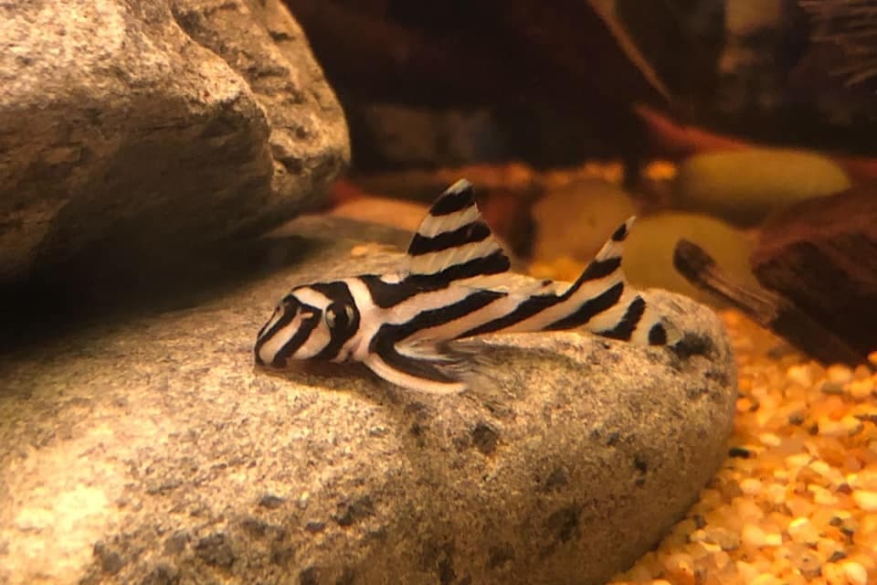 Captive-bred juvenile zebra pleco Hypancistrus zebra resting on a smooth rock