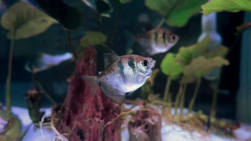 Catfish & Plecos