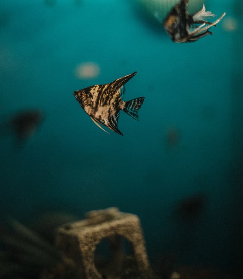 African Cichlids