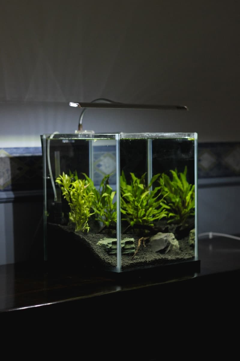 Aquarium Lighting