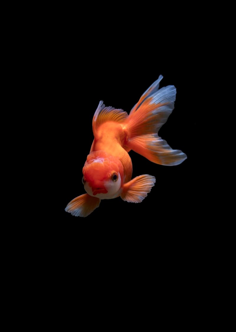 Goldfish & Coldwater