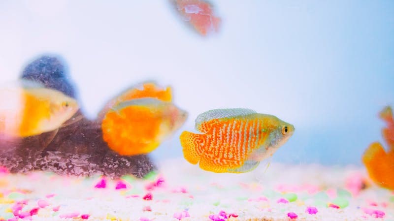 Gouramis & Labyrinth Fish