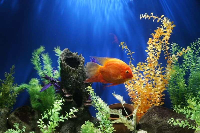 Algae Eaters