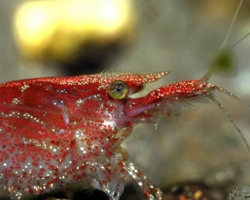 Cherry Shrimp