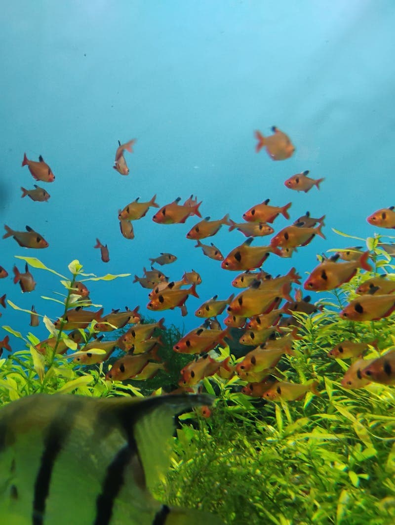 Tetras