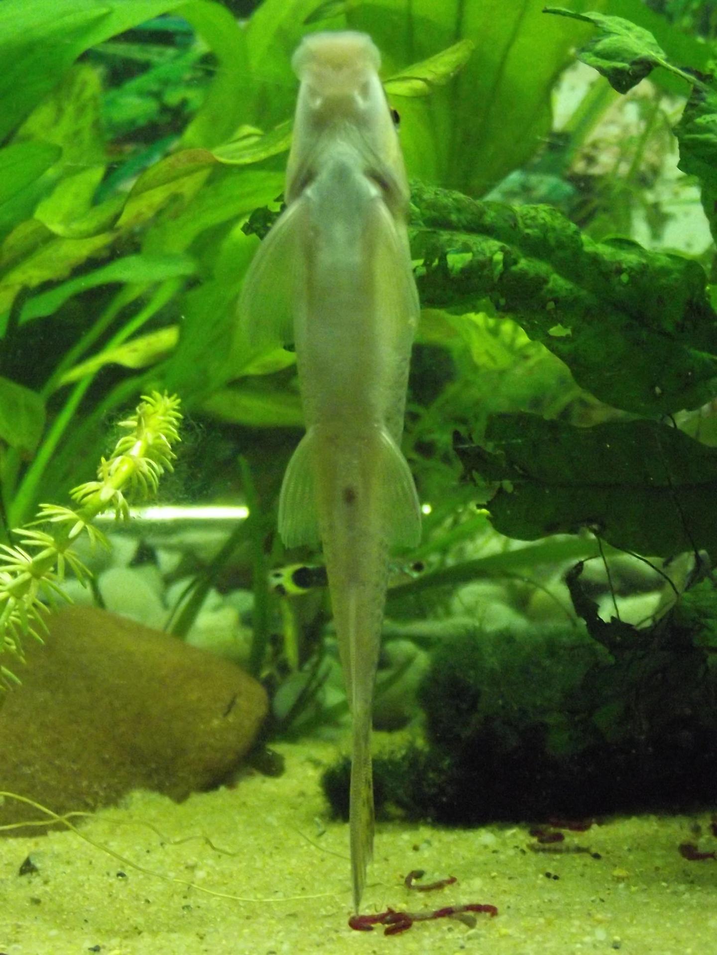 Source-labelled Gyrinocheilus aymonieri seen from below against aquarium glass