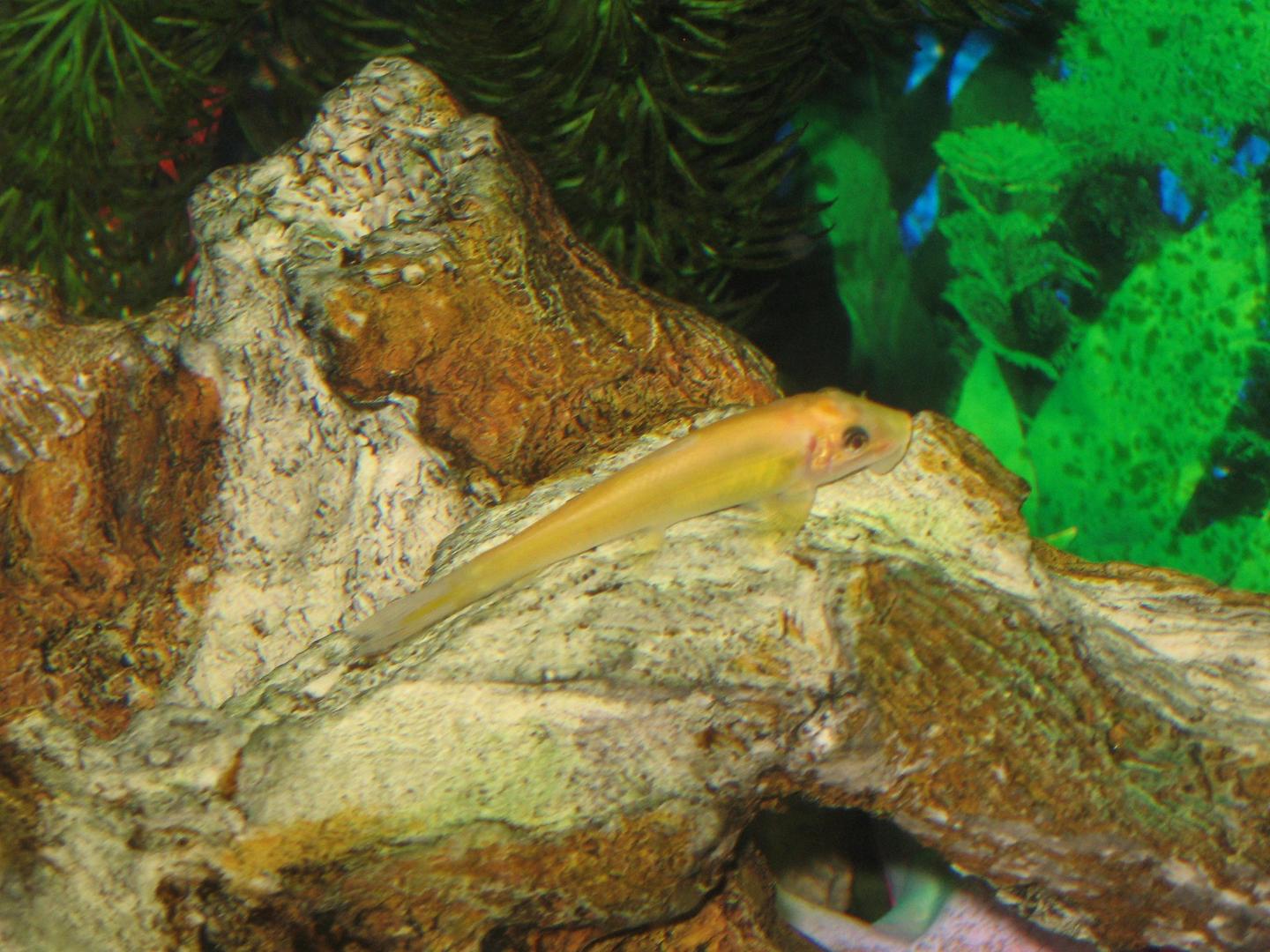 Source-labelled golden Gyrinocheilus aymonieri resting on aquarium wood
