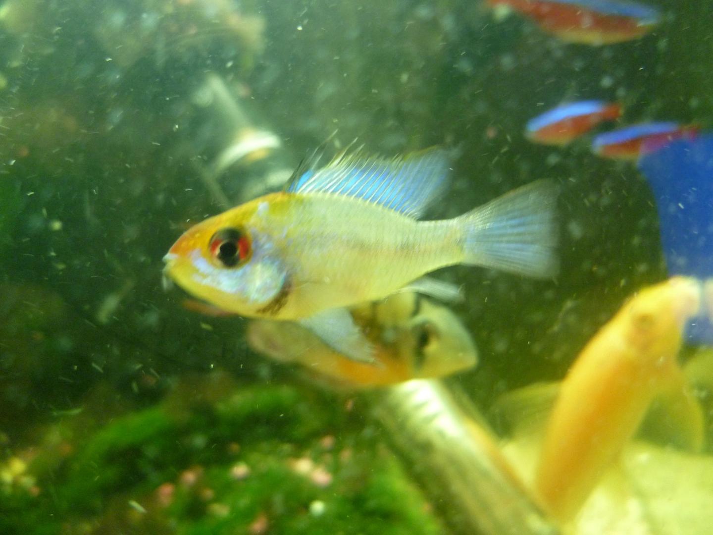 Source-labelled male electric blue ram with turquoise scales and a dark eye