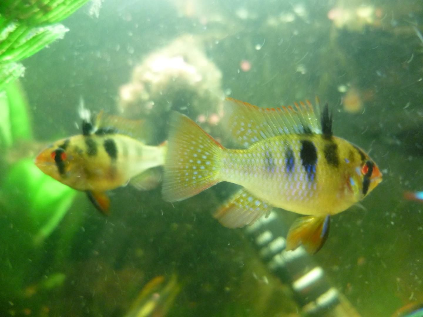 Source-labelled male and female standard blue rams with gold, black, red and blue markings