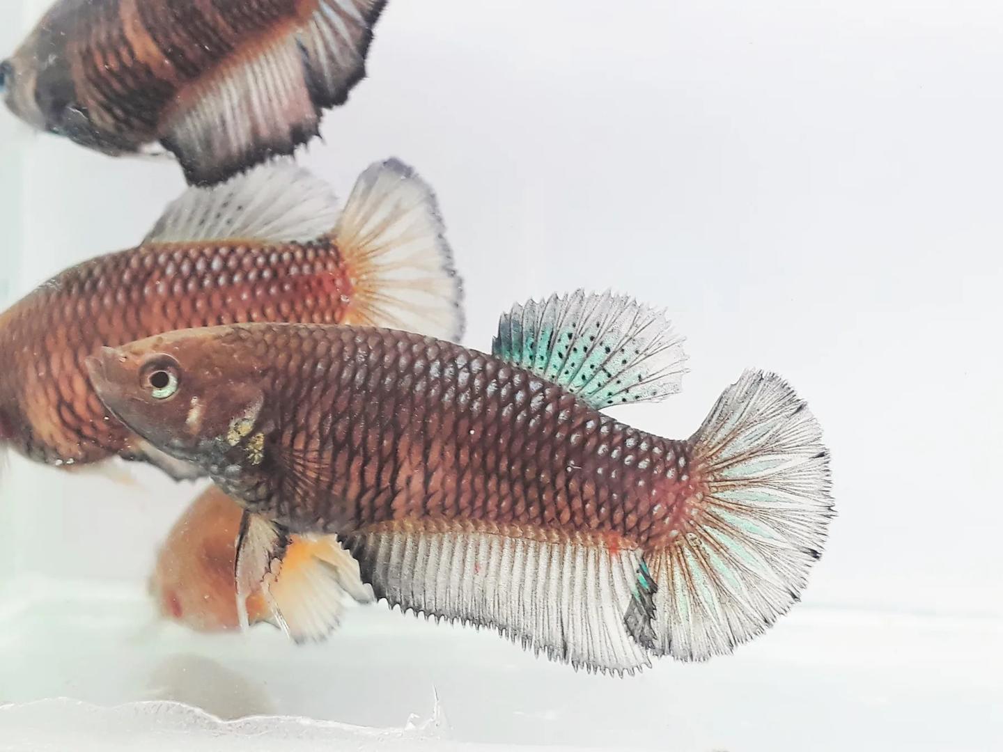Several source-labelled female Betta splendens photographed together against a pale background
