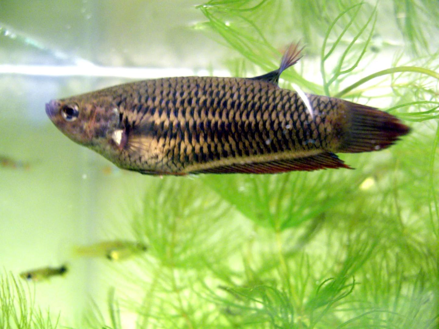 Source-labelled female Betta splendens with a dark short-finned body among fine aquarium plants