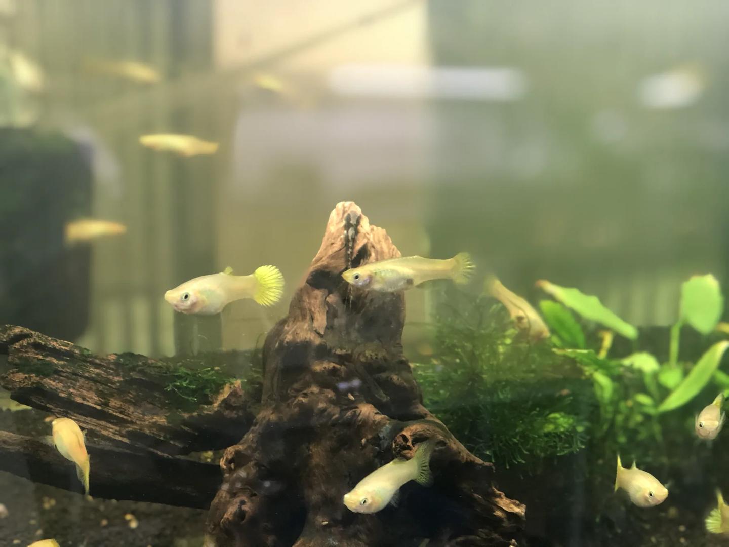 Source-labelled group of pale golden female guppies swimming around driftwood in a planted aquarium