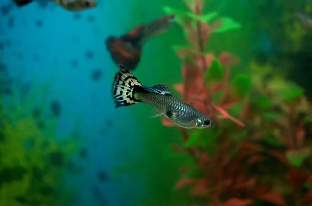 Source-labelled female guppy with a silver body and patterned black-and-cream tail swimming in a planted aquarium