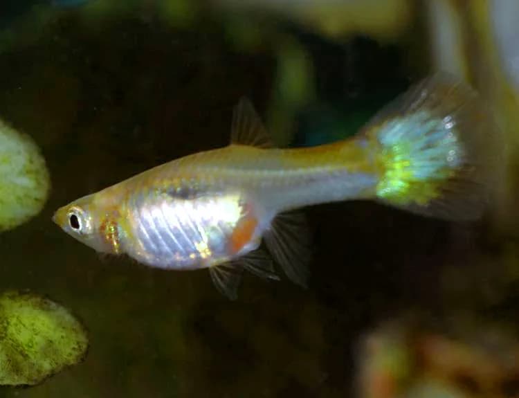 Source-labelled female Poecilia reticulata in side view with a silver body and pale blue-green tail