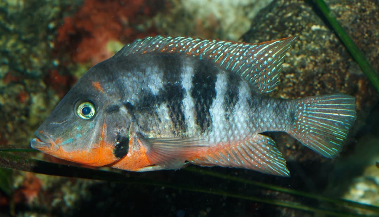 A mature firemouth cichlid displaying in a planted aquarium