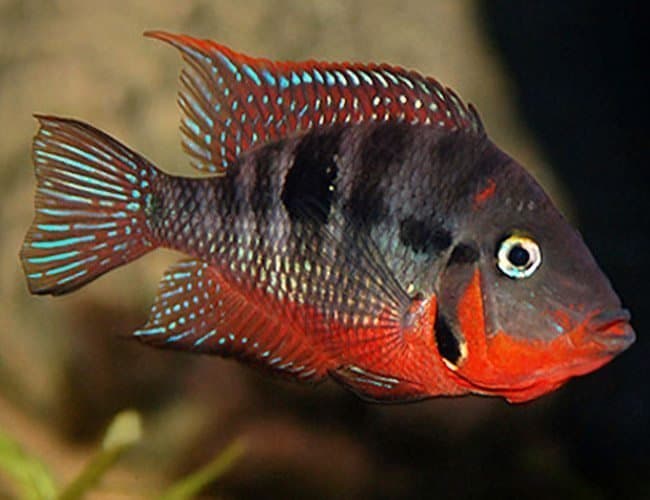 A firemouth cichlid in profile showing the red throat and pearly-blue body