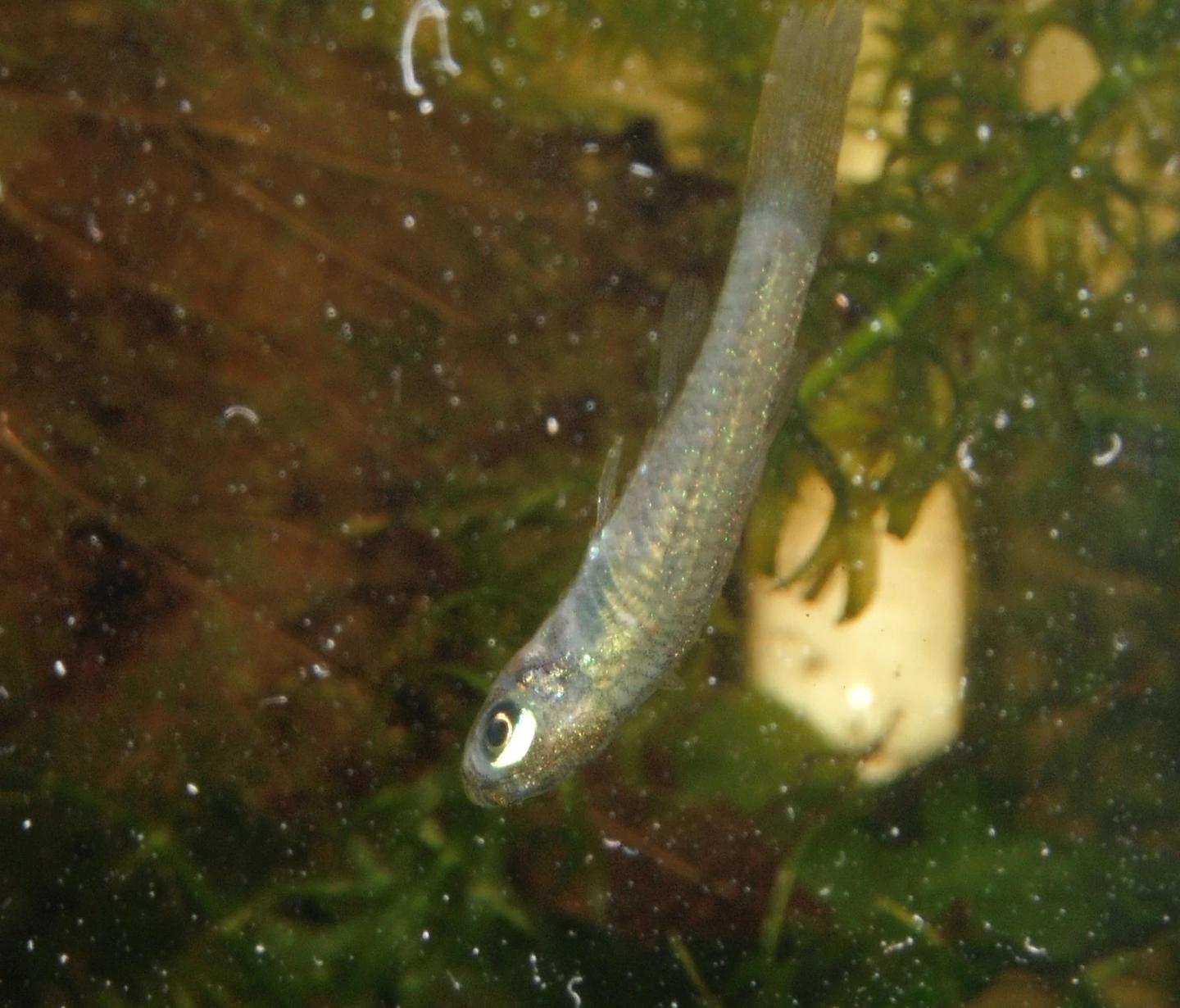 Source-labelled Norman's lampeye fish in a near-vertical head-down position in an aquarium