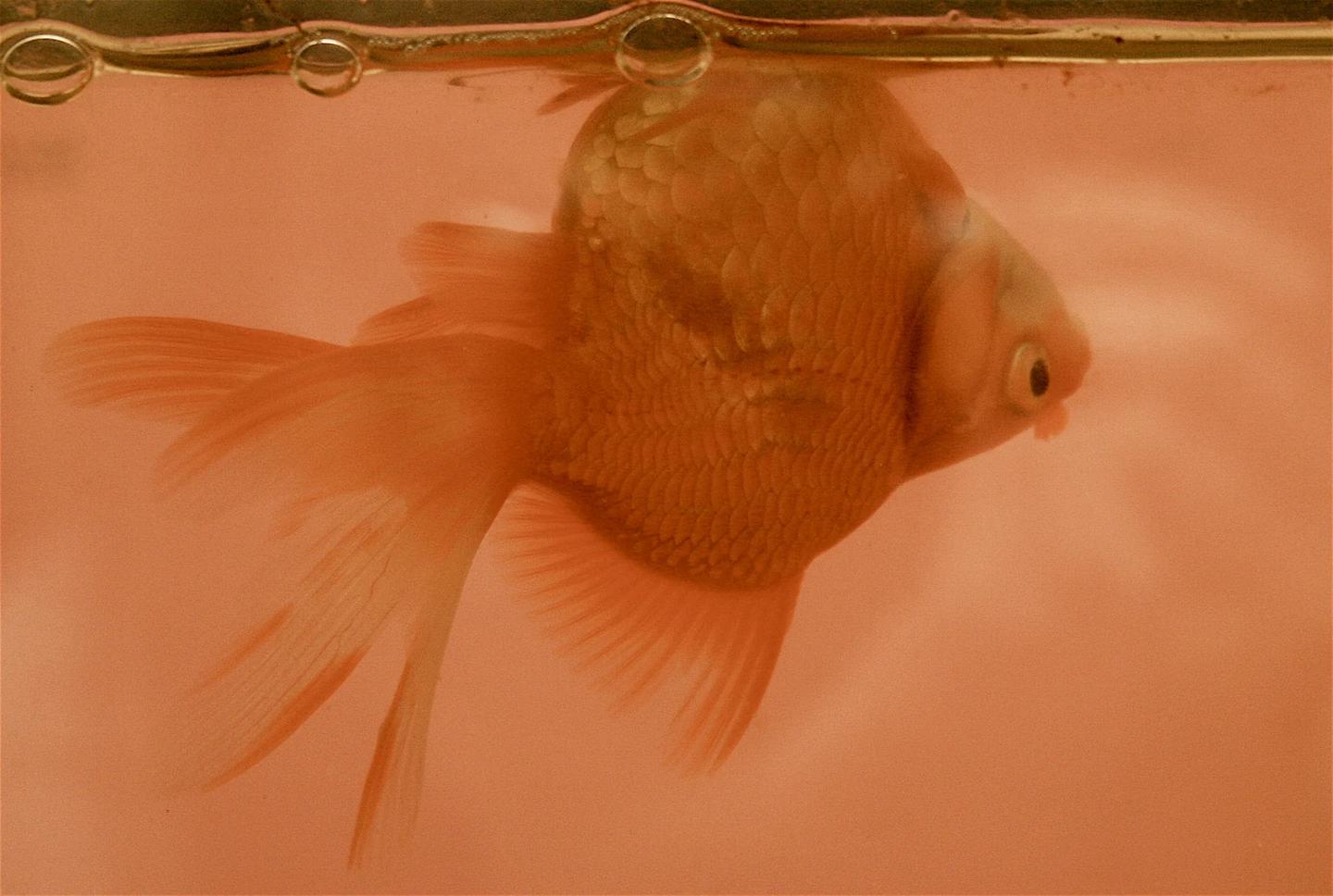 Fancy goldfish close to the aquarium surface in side view with its back partly above the water