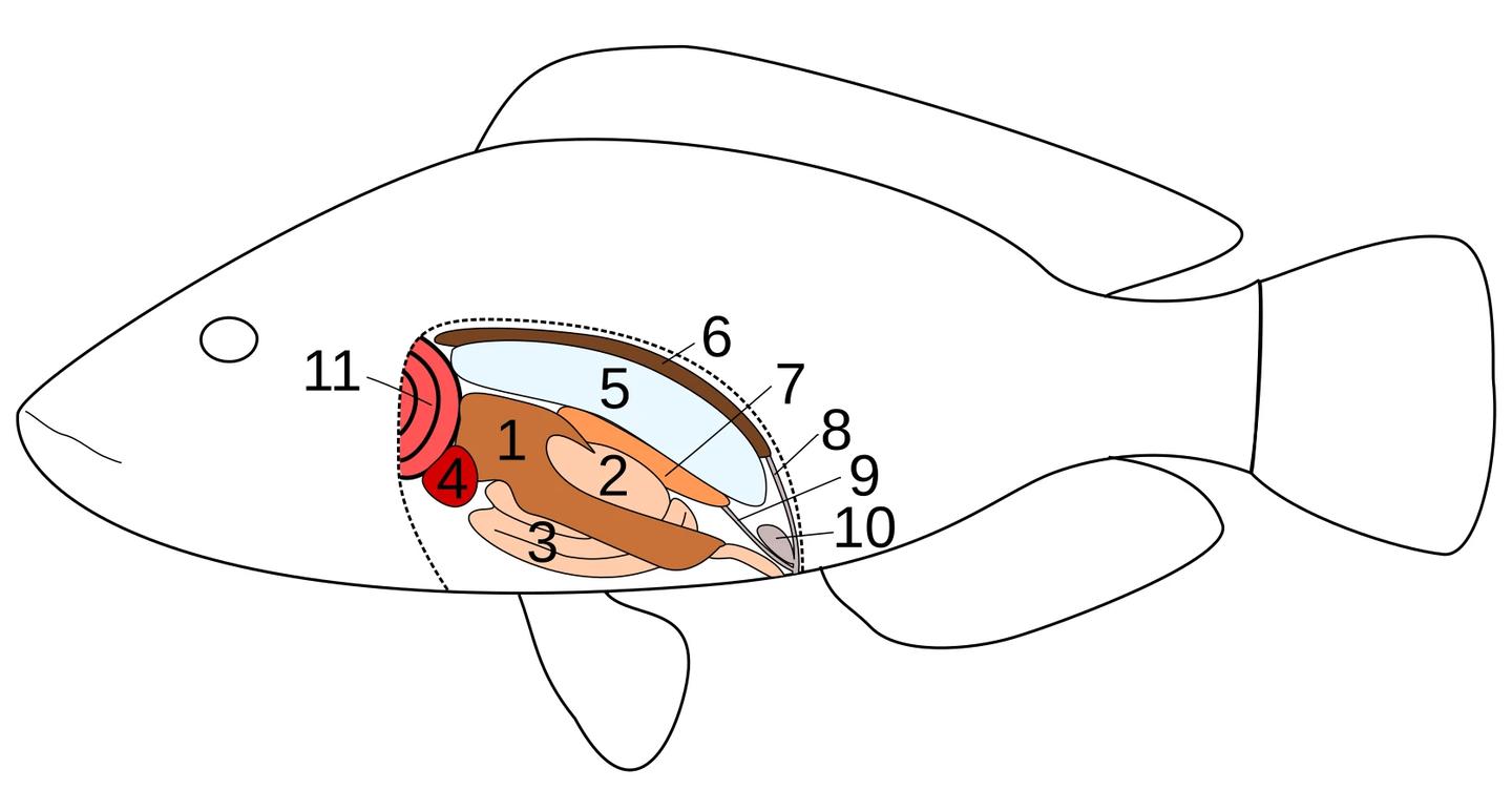 Numbered side-view anatomy drawing of a teleost fish with the pale blue swim bladder marked number five