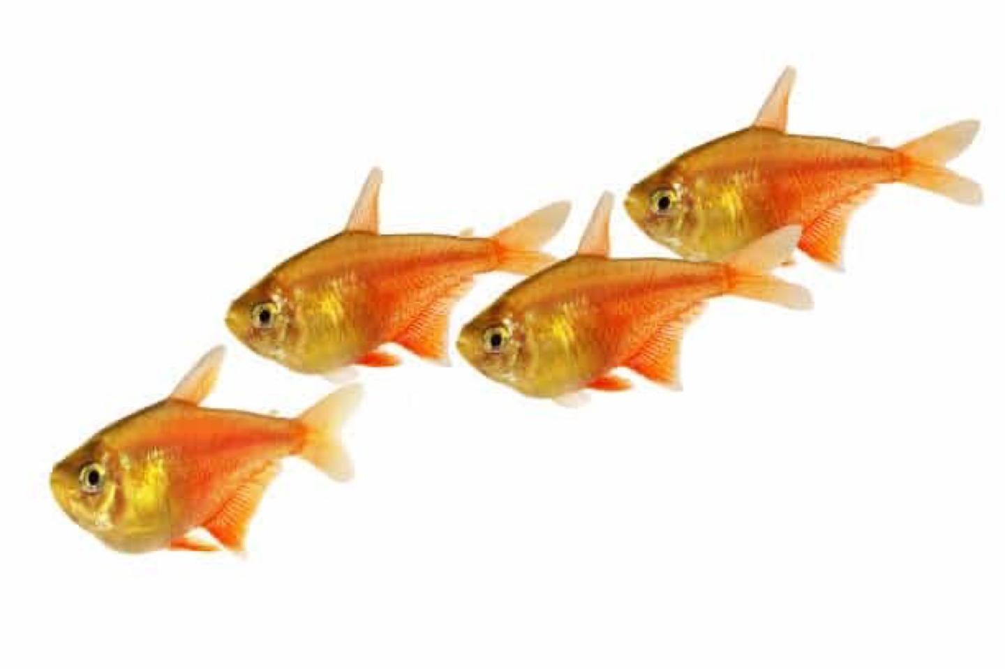 A flame tetra showing the warm red body colour over a planted background