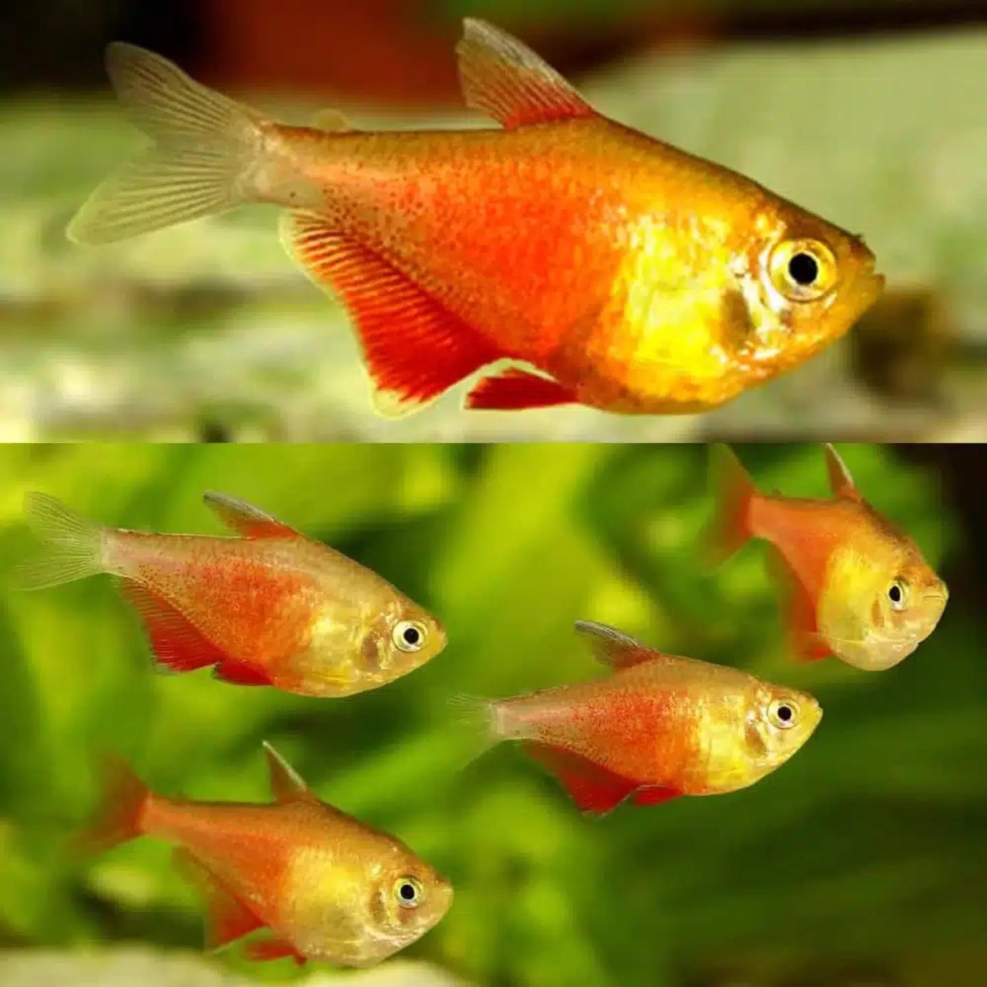A flame tetra, Hyphessobrycon flammeus orange, showing the warm red-orange body