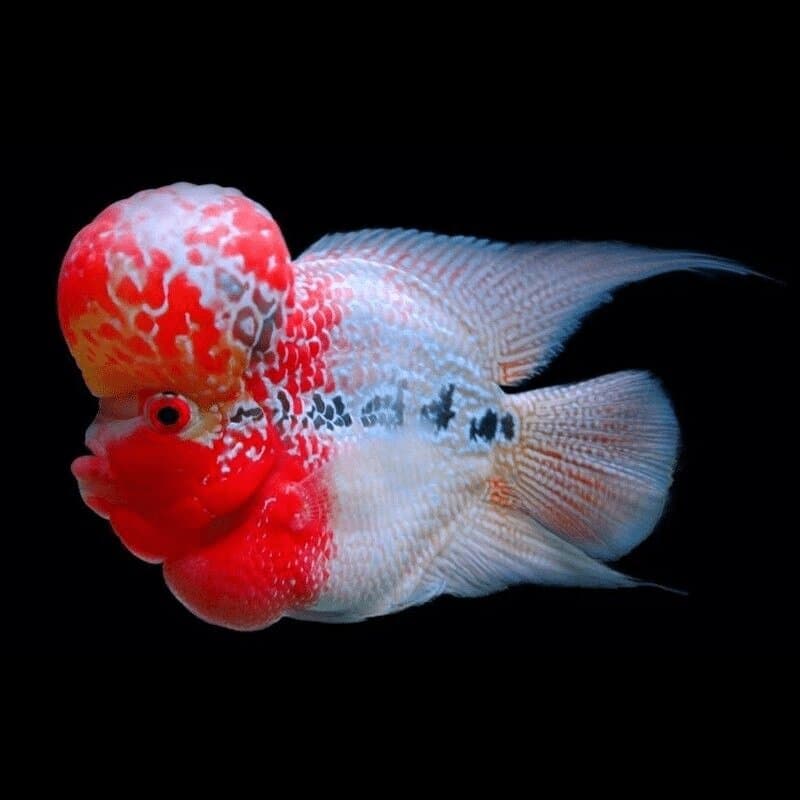 A red-and-pearl big-head flowerhorn cichlid showing its large nuchal hump and dark flower markings
