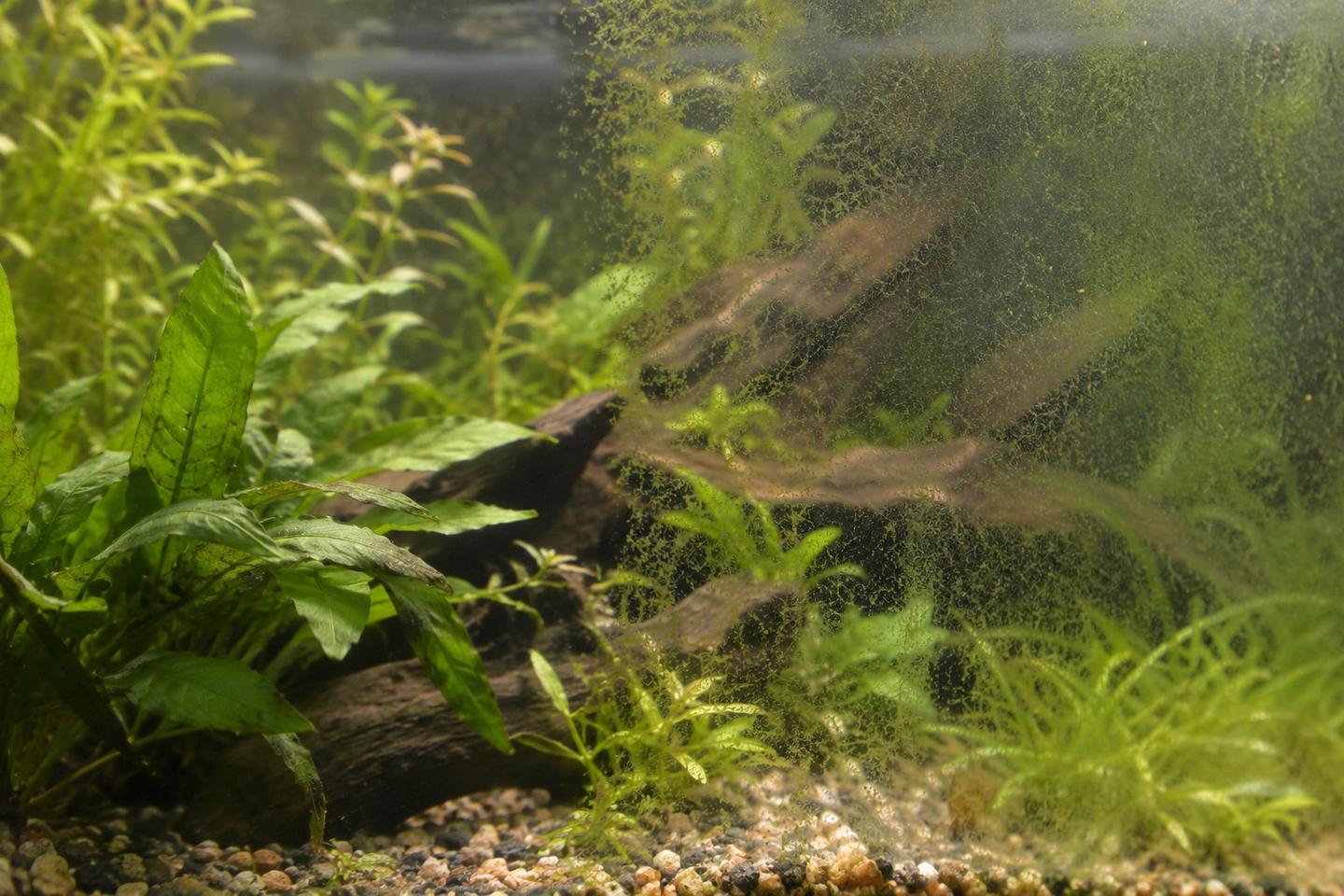Greenish film visible on the glass of a planted aquarium.